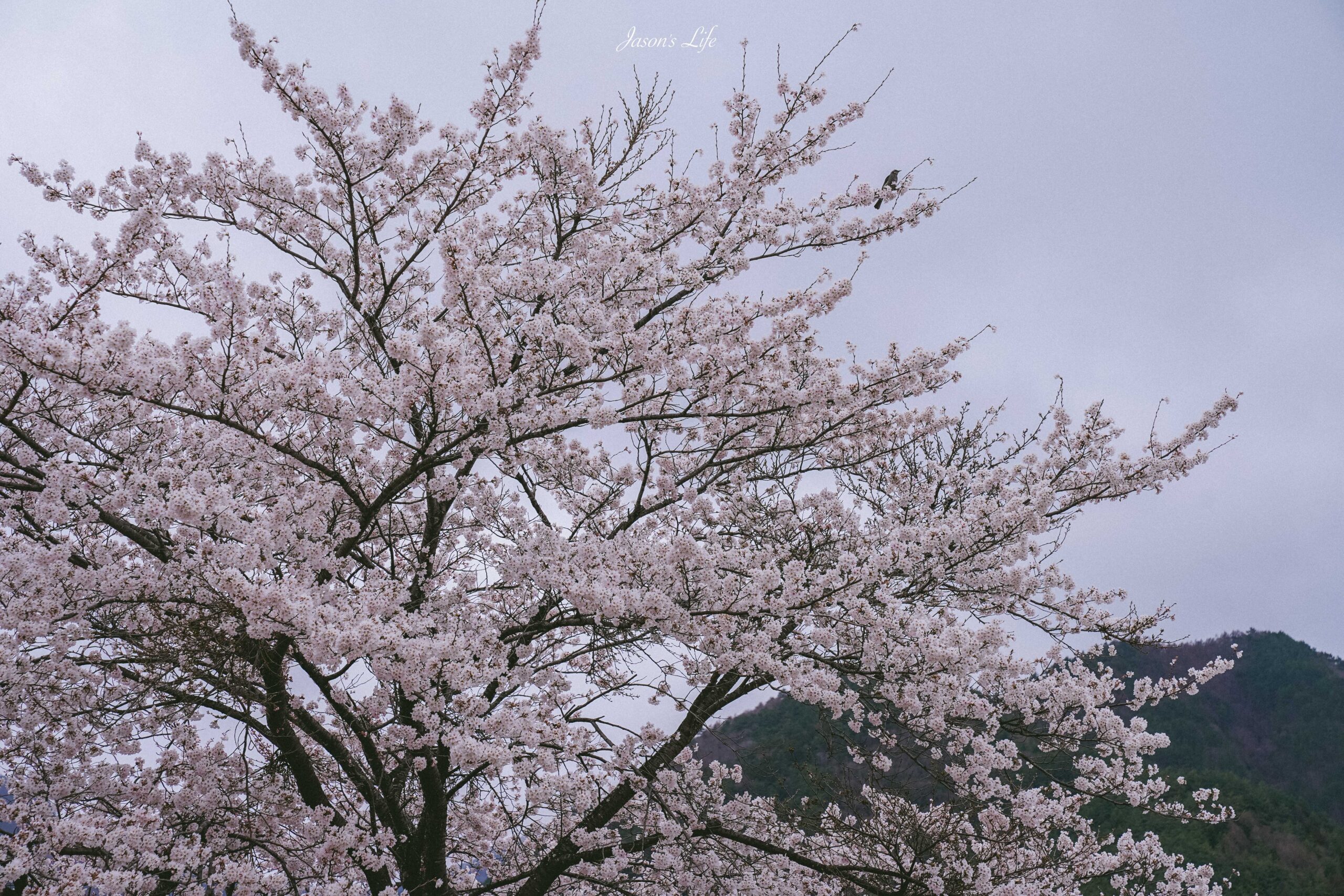 【日本山梨│景點】河口湖自然生活館-大石公園。靜謐富士山下的湖景，眾多富士山伴手禮，還有商店街 @Jason&#039;s Life