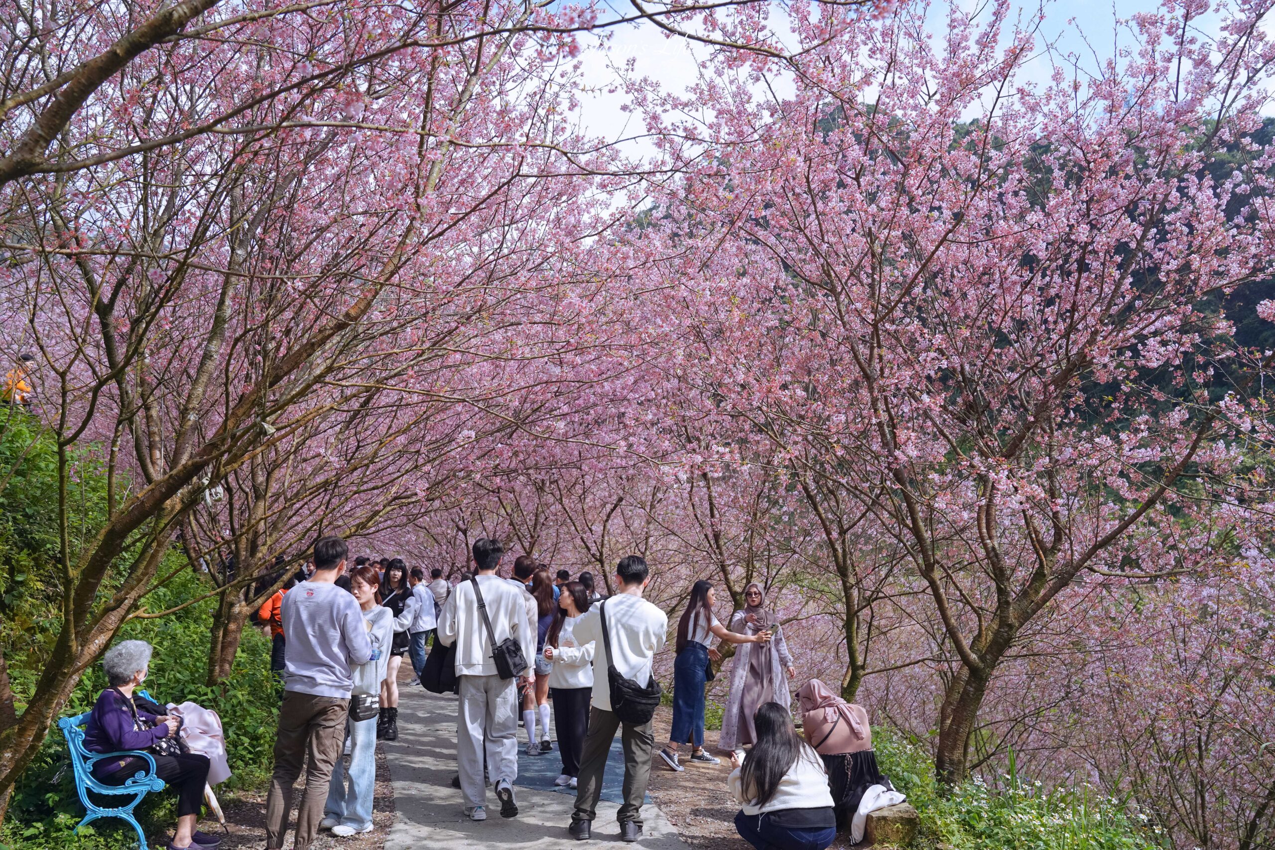 【新北三峽｜景點】三峽大熊櫻花林。2025最新花況(2/16)、門票資訊與賞花攻略 @Jason&#039;s Life