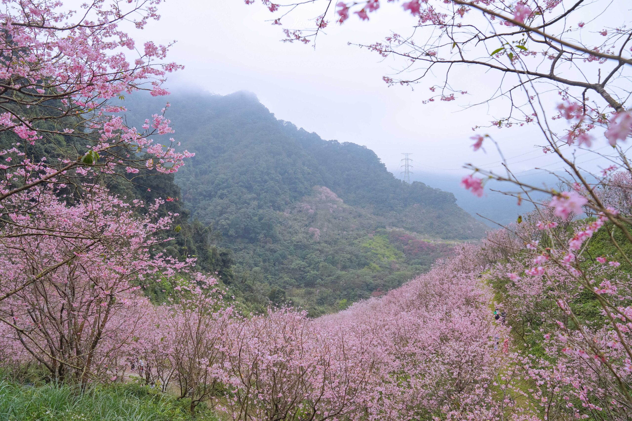 【新北三峽｜景點】三峽大熊櫻花林。2025最新花況(2/16)、門票資訊與賞花攻略 @Jason&#039;s Life