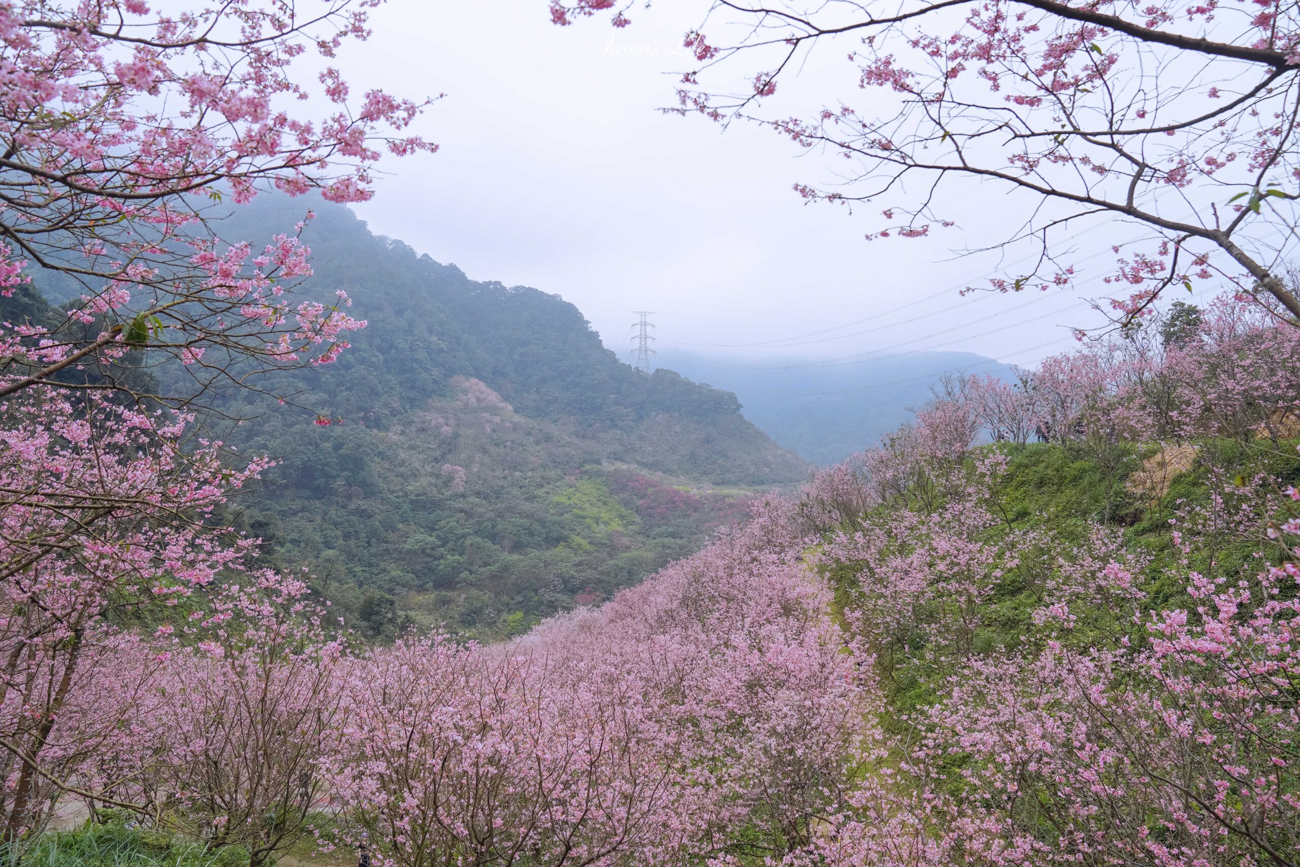 【新北三峽｜景點】三峽大熊櫻花林。2025最新花況(2/16)、門票資訊與賞花攻略 @Jason&#039;s Life