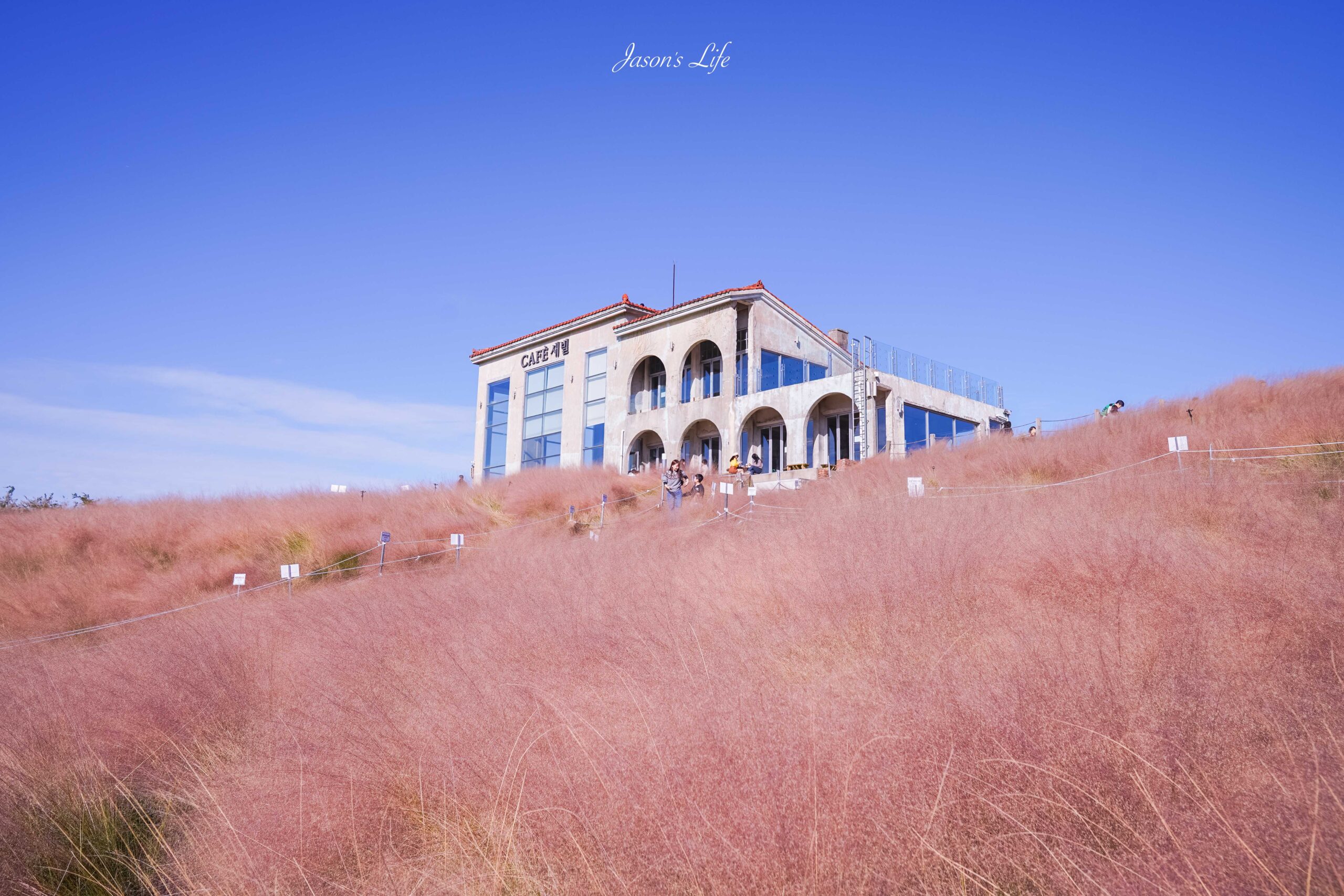 【韓國濟州｜美食】saebil cafe(새빌 카페)。濟州島超夢幻粉黛亂子草咖啡廳！遠望大片蘆葦及風車海景 @Jason&#039;s Life