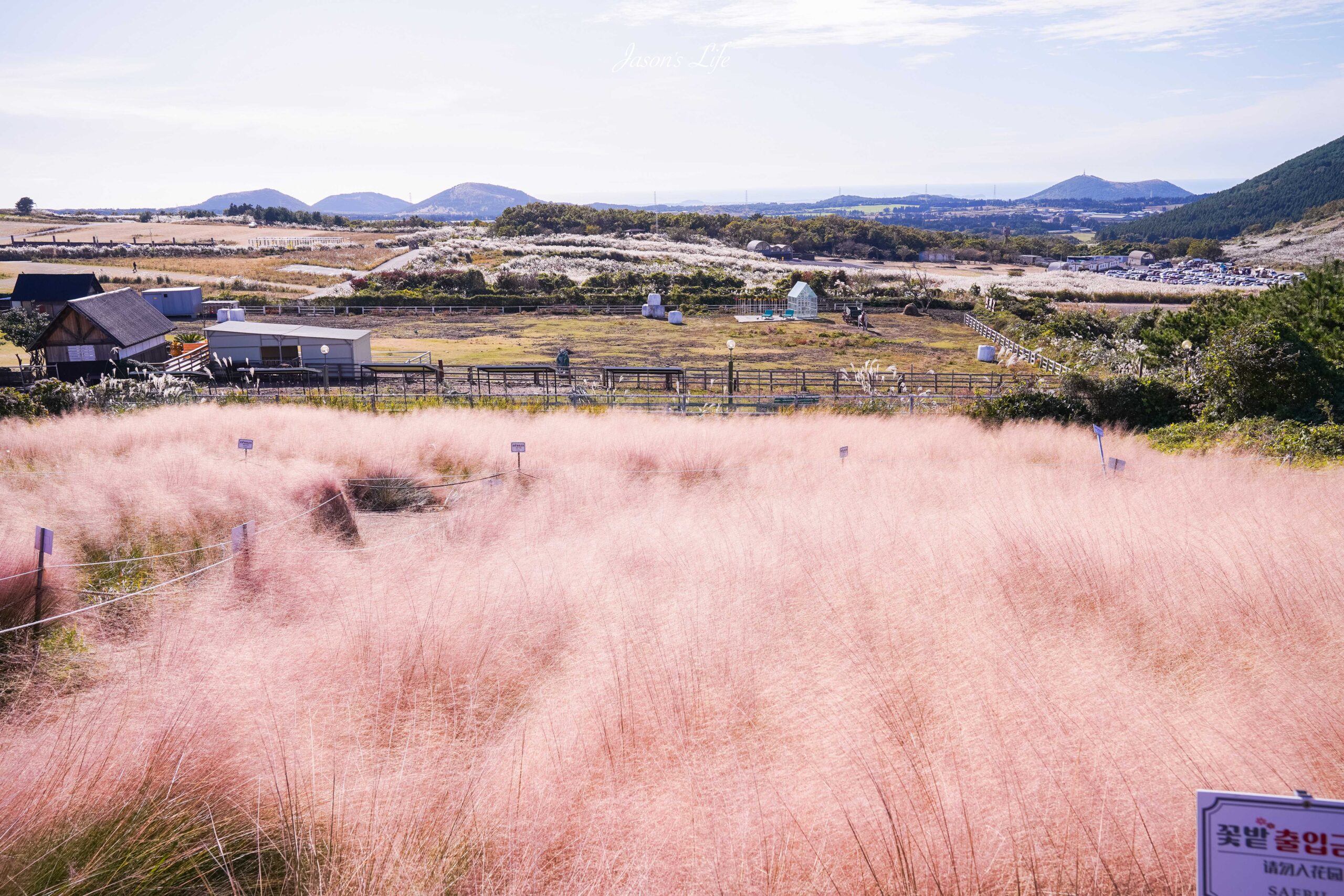 【韓國濟州｜美食】saebil cafe(새빌 카페)。濟州島超夢幻粉黛亂子草咖啡廳！遠望大片蘆葦及風車海景 @Jason&#039;s Life