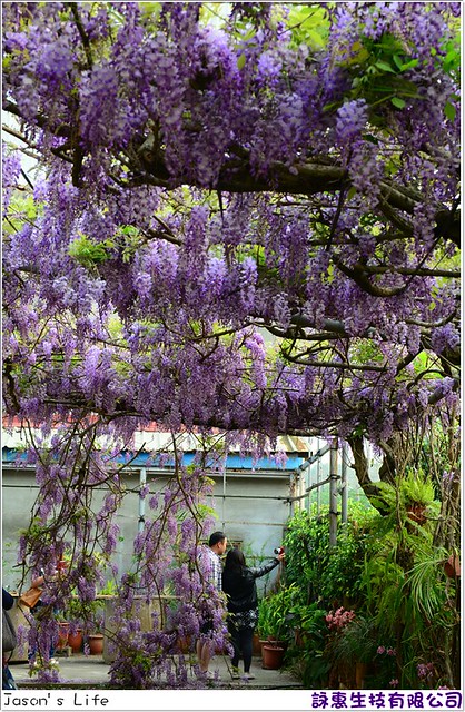 【台中│景點】3月紫色瀑布。詠惠生技有限公司 @Jason&#039;s Life