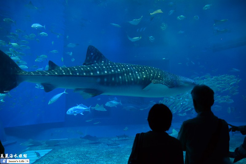 【沖繩│景點】8.6公尺的大鯨鯊，來回悠游好療癒啊，有餵食秀、海豚秀也有翡翠沙灘，別錯過囉。美麗海水族館 @Jason&#039;s Life
