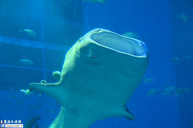 【沖繩│景點】8.6公尺的大鯨鯊，來回悠游好療癒啊，有餵食秀、海豚秀也有翡翠沙灘，別錯過囉。美麗海水族館 @Jason&#039;s Life