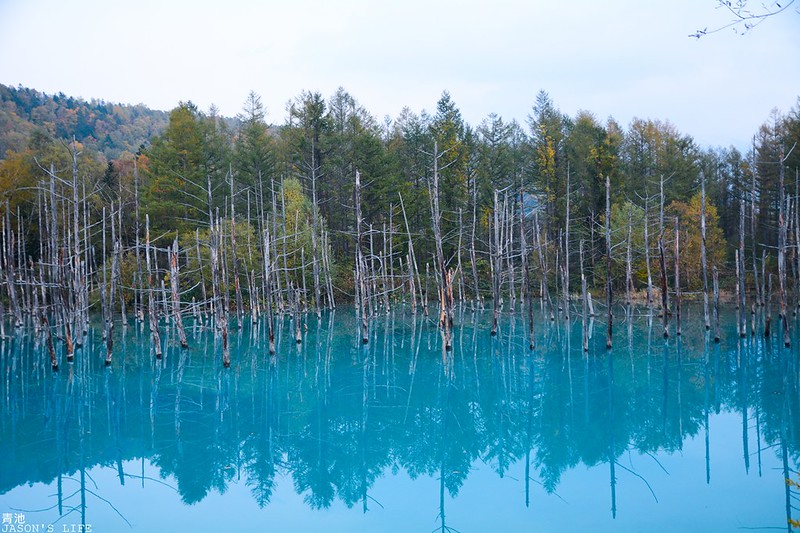 【北海道│景點】北海道絕美景色，藍綠色夢幻水池，猶如仙境般，令人驚艷。青池 @Jason&#039;s Life