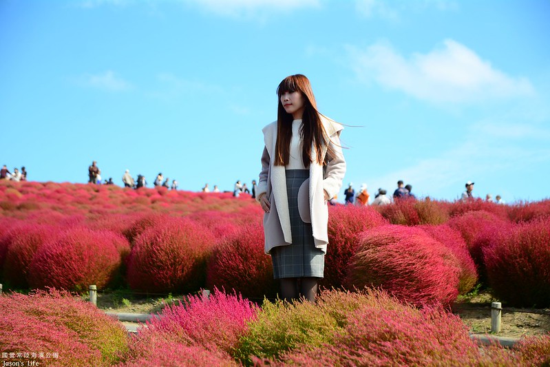 【日本茨城│景點】10月限定紅色掃帚草，高達數千顆圓形掃帚草，堪稱必來公園之一。國營常陸海濱公園 @Jason&#039;s Life