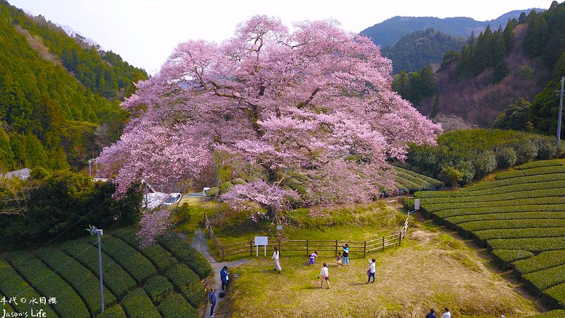 【日本靜岡｜景點】達人私密景點大公開，超過300歲、高度20公尺的巨大一本櫻，茶園中獨樹一格。牛代の水目櫻 @Jason&#039;s Life