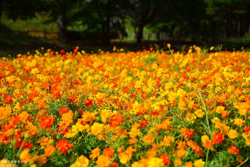 【日本茨城│景點】10月限定紅色掃帚草，高達數千顆圓形掃帚草，堪稱必來公園之一。國營常陸海濱公園 @Jason&#039;s Life