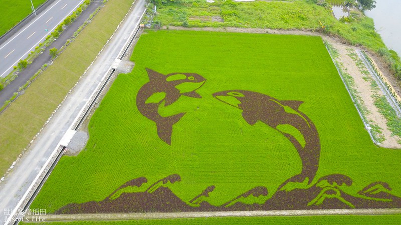 【宜蘭壯圍│景點】2020年壯圍彩繪稻田。以飛躍『虎鯨』為主題，徜徉海底及跳躍海平面，展現生命力 @Jason&#039;s Life