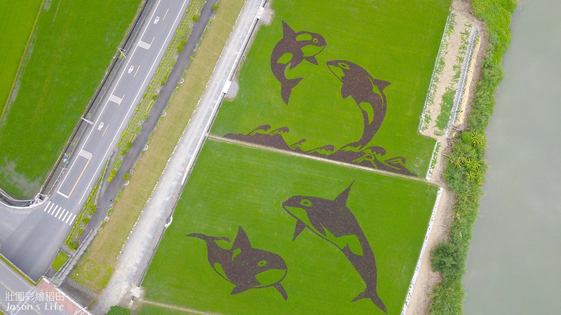 【宜蘭壯圍│景點】2020年壯圍彩繪稻田。以飛躍『虎鯨』為主題，徜徉海底及跳躍海平面，展現生命力 @Jason&#039;s Life