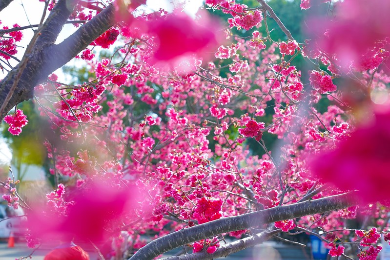 【台中后里｜景點】泰安派出所櫻花林。2/27花況，被櫻花圍繞的派出所，目前已經全開囉，把握時間賞花喔 @Jason&#039;s Life