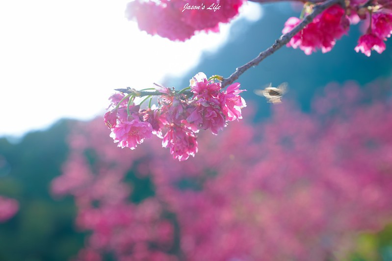 【台中后里｜景點】泰安派出所櫻花林。2/27花況，被櫻花圍繞的派出所，目前已經全開囉，把握時間賞花喔 @Jason&#039;s Life